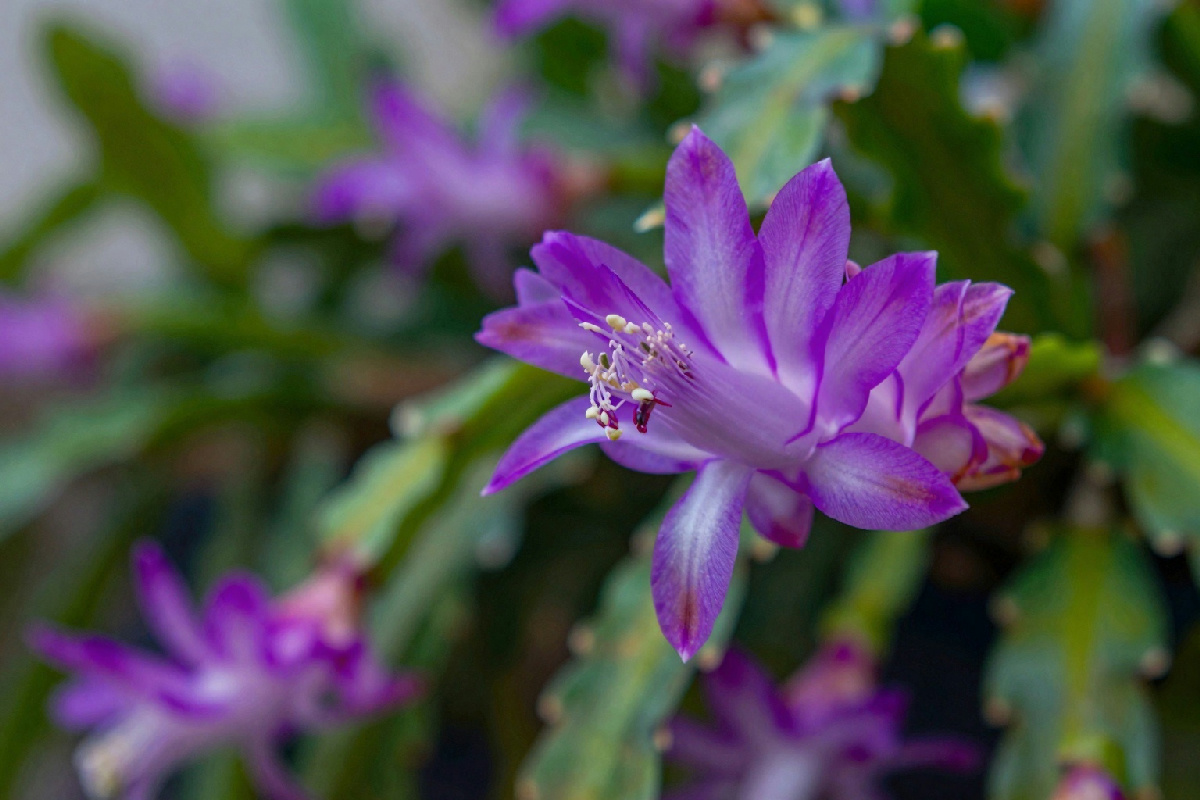 La pianta da avere in casa per avere fiori viola a fischietto fino a Pasqua